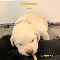 Crimson, a male Labrador Retriever for sale in Wilton, CA – Photo 1 of 4