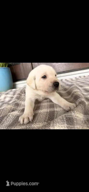 Crimson – Labrador Retriever puppy for sale in Wilton, CA