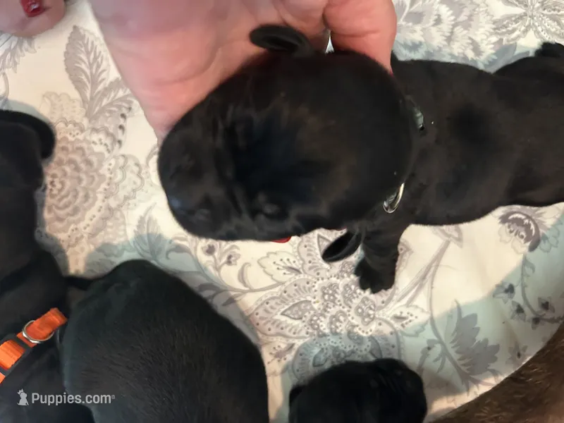 Independence – Labrador Retriever puppy for sale in Wilton, CA