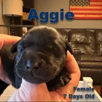 Aggie, a female Labrador Retriever for sale in Wilton, CA – Photo 1 of 4