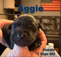 Aggie, a female Labrador Retriever for sale in Wilton, CA – Photo 1 of 3