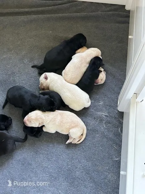 dusty litter