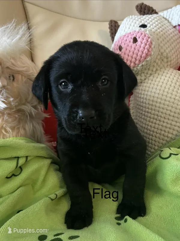 Flag – Labrador Retriever puppy for sale in Wilton, CA