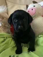 Flag, a male Labrador Retriever for sale in Wilton, CA – 1 of 9