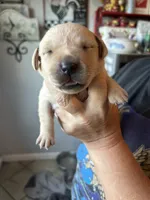 Abigail , a female Labrador Retriever for sale in Wilton, CA – 3 of 8