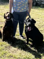 Flag, a male Labrador Retriever for sale in Wilton, CA – 7 of 9