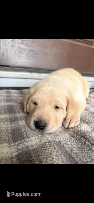 Bruin – Labrador Retriever puppy for sale in Wilton, CA