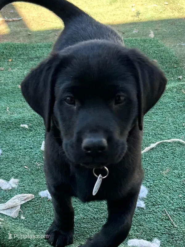 Reba, a female Labrador Retriever for sale in Wilton, CA – Photo 1 of 9