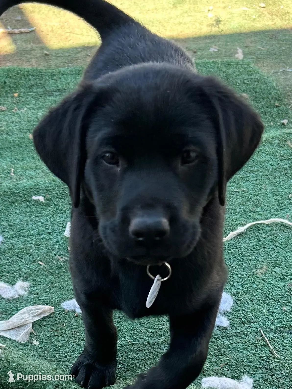 Reba, a female Labrador Retriever for sale in Wilton, CA – Photo 1 of 9