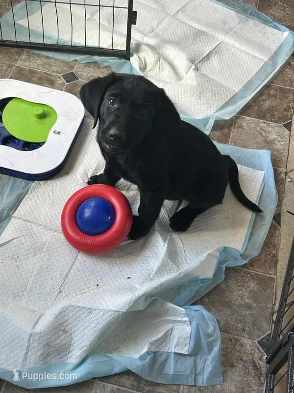 Thomas  – Labrador Retriever puppy for sale in Wilton, CA