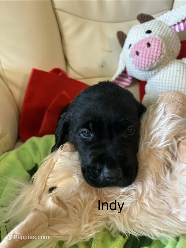 Independence – Labrador Retriever puppy for sale in Wilton, CA