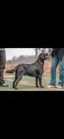 Abigail , a female Labrador Retriever for sale in Wilton, CA – 6 of 8