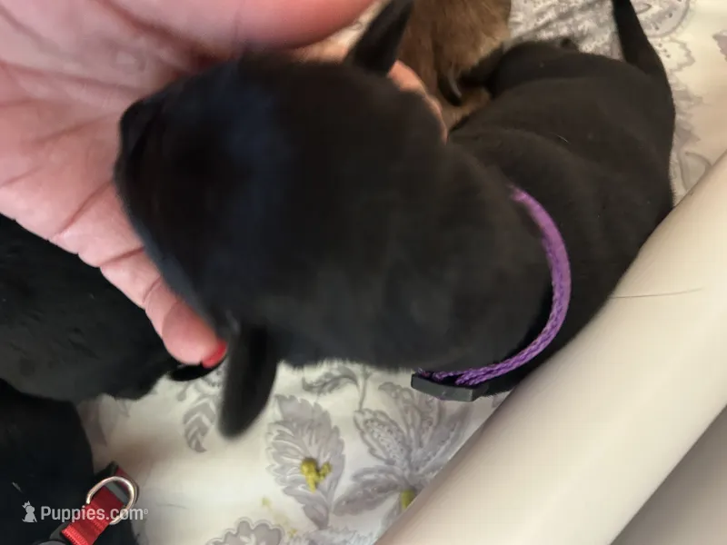 Star – Labrador Retriever puppy for sale in Wilton, CA