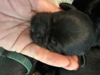 Blue, a male Labrador Retriever for sale in Wilton, CA – 2 of 2