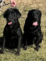 Thomas , a male Labrador Retriever for sale in Wilton, CA – 5 of 6