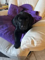 Thomas , a male Labrador Retriever for sale in Wilton, CA – 2 of 6