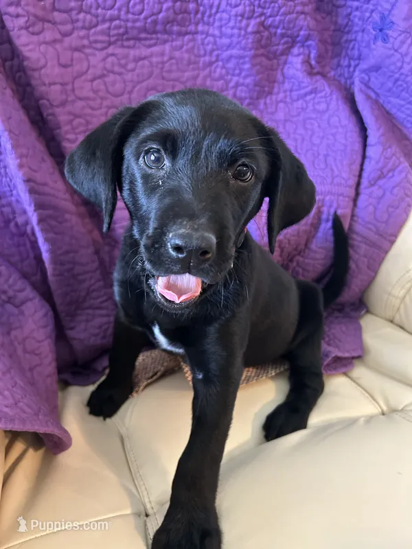 Rebel – Labrador Retriever puppy for sale in Wilton, CA