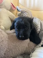 Independence, a male Labrador Retriever for sale in Wilton, CA – 2 of 10