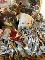 Romeo, a male Labrador Retriever for sale in Wilton, CA – Photo 3 of 7