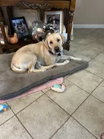 Romeo, a male Labrador Retriever for sale in Wilton, CA – Photo 6 of 7