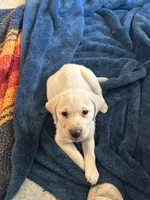 Romeo, a male Labrador Retriever for sale in Wilton, CA – Photo 7 of 7