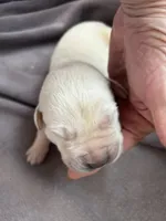 Romeo, a male Labrador Retriever for sale in Wilton, CA – Photo 4 of 7