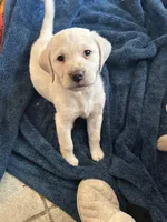 Romeo, a male Labrador Retriever for sale in Wilton, CA – Photo 2 of 7