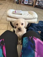 Romeo, a male Labrador Retriever for sale in Wilton, CA – Photo 1 of 7