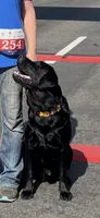 Abigail , a female Labrador Retriever for sale in Wilton, CA – 8 of 8