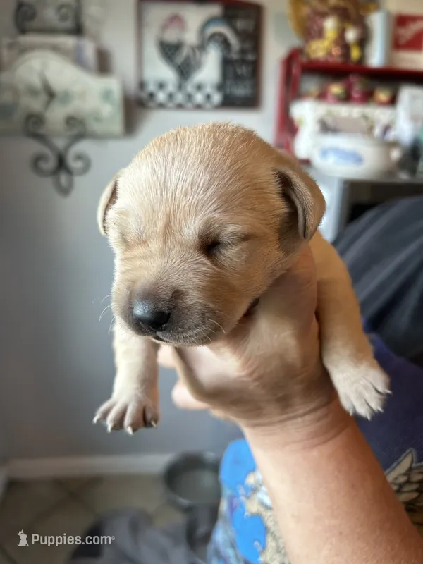 Abigail  – Labrador Retriever puppy for sale in Wilton, CA