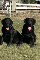 Thomas , a male Labrador Retriever for sale in Wilton, CA – 6 of 6