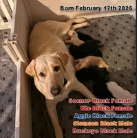Buckeye, a male Labrador Retriever for sale in Wilton, CA – Photo 2 of 4