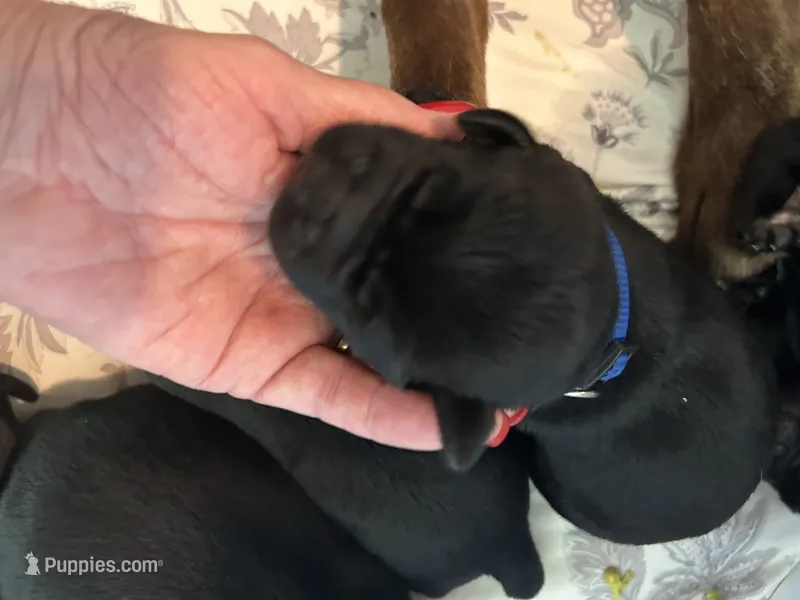 Blue – Labrador Retriever puppy for sale in Wilton, CA