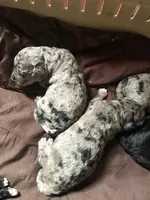 ANGEL, a female Labradoodle for sale in Wilton, CA – Photo 3 of 4