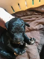 ANGEL, a female Labradoodle for sale in Wilton, CA – Photo 4 of 4