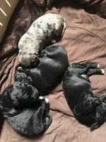 ANGEL, a female Labradoodle for sale in Wilton, CA – Photo 2 of 4