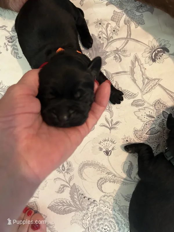 Freedom – Labrador Retriever puppy for sale in Wilton, CA