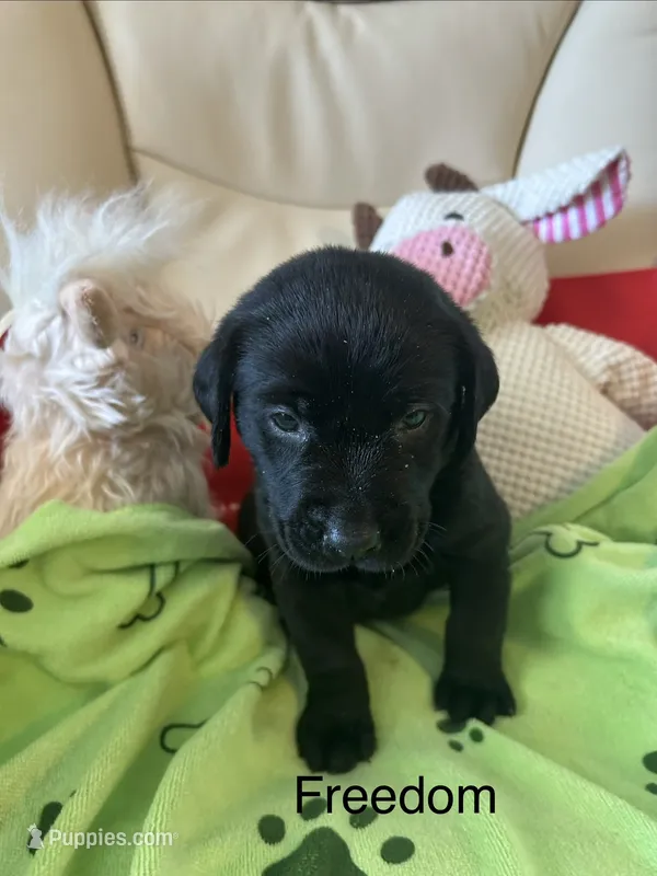 Freedom – Labrador Retriever puppy for sale in Wilton, CA