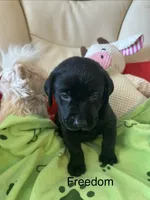 Freedom, a male Labrador Retriever for sale in Wilton, CA – 1 of 10