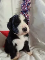 Boy Puppy 2, a male Bernedoodle for sale in Des Moines, IA – 6 of 7