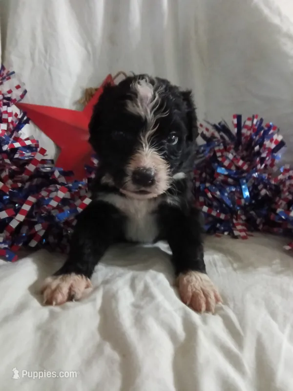 Maroon Collar Girl  – Bernedoodle puppy for sale in Des Moines, IA