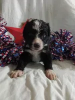 Maroon Collar Girl , a female Bernedoodle for sale in Des Moines, IA – 1 of 6