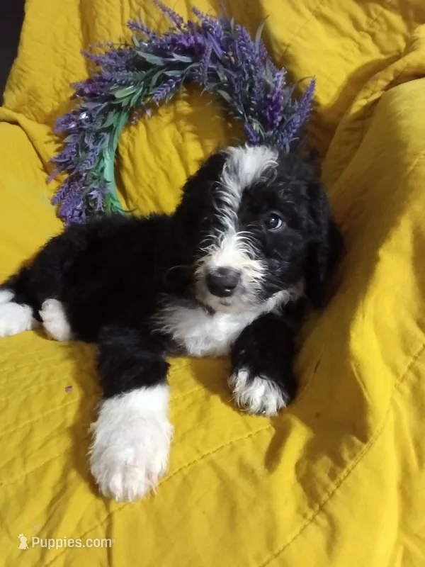 Black Collar girl – Bernedoodle puppy for sale in Des Moines, IA