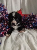 Blue Collar Girl , a female Bernedoodle for sale in Des Moines, IA – 2 of 7