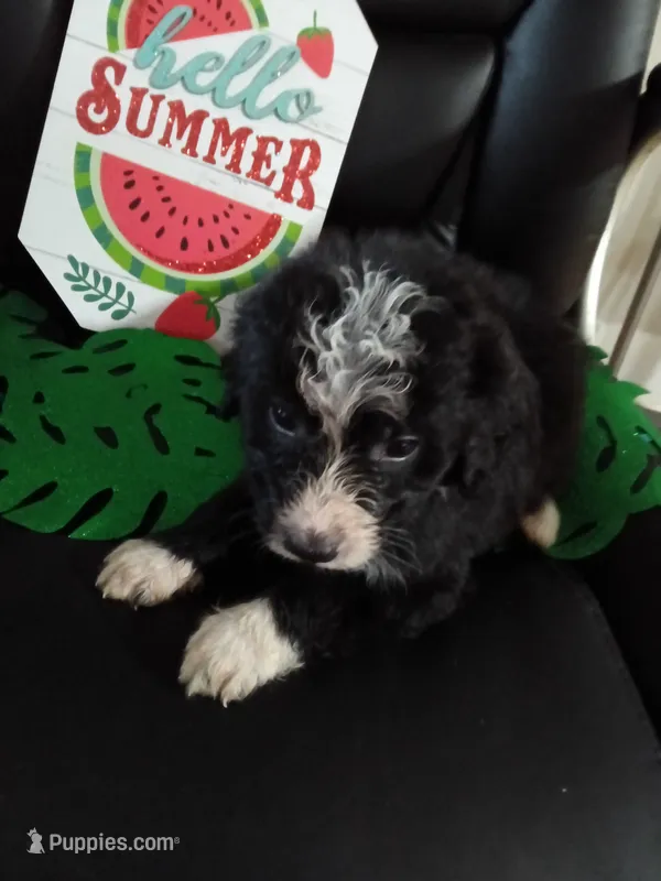 Maroon Collar Girl – Bernedoodle puppy for sale in Des Moines, IA