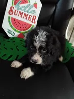 Maroon Collar Girl, a female Bernedoodle for sale in Des Moines, IA – 10 of 10