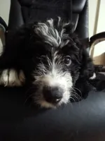 Blue Collar Girl, a female Bernedoodle for sale in Des Moines, IA – 2 of 10