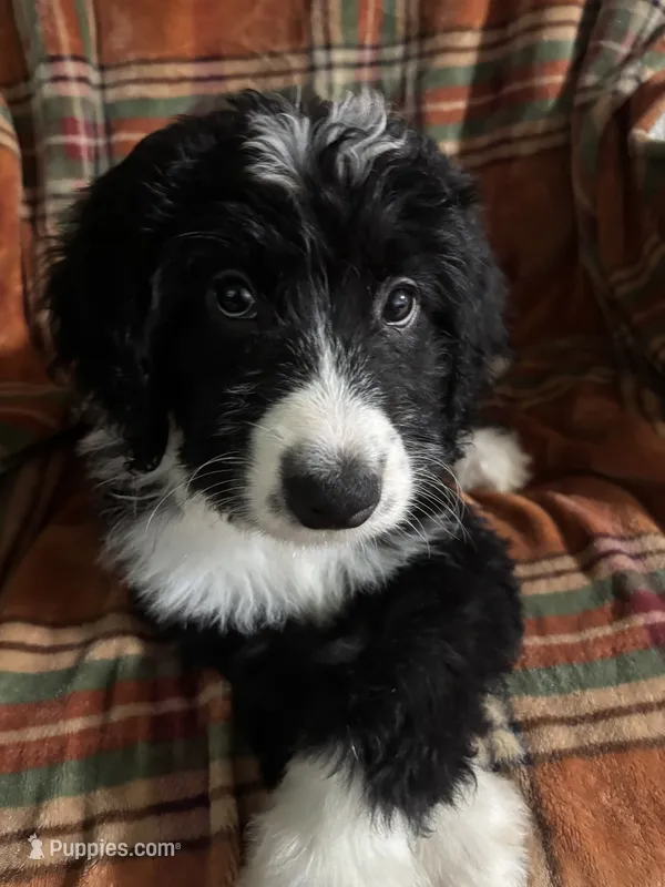 Boy Puppy 3 – Bernedoodle puppy for sale in Des Moines, IA