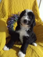 Boy Puppy 1, a male Bernedoodle for sale in Des Moines, IA – 6 of 10