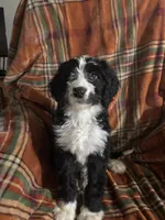 Girl Puppy 5, a female Bernedoodle for sale in Des Moines, IA – 5 of 10